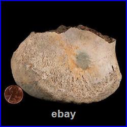 4.3 Maiasaura Hadrosaur Dinosaur Tibia End Bone Fossil Two Medicine FM MT COA