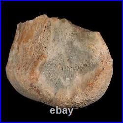 4.3 Maiasaura Hadrosaur Dinosaur Tibia End Bone Fossil Two Medicine FM MT COA