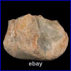 4.3 Maiasaura Hadrosaur Dinosaur Tibia End Bone Fossil Two Medicine FM MT COA