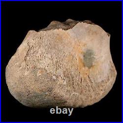 4.3 Maiasaura Hadrosaur Dinosaur Tibia End Bone Fossil Two Medicine FM MT COA