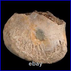 4.3 Maiasaura Hadrosaur Dinosaur Tibia End Bone Fossil Two Medicine FM MT COA