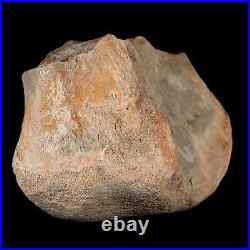 4.3 Maiasaura Hadrosaur Dinosaur Tibia End Bone Fossil Two Medicine FM MT COA