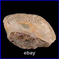 4.3 Maiasaura Hadrosaur Dinosaur Tibia End Bone Fossil Two Medicine FM MT COA