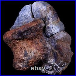 4.5 Triceratops Fossil Vertebrae Bone in Iron Nodule Cretaceous Dinosaur WY COA