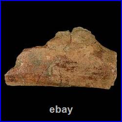 4.6 Triceratops Fossil Rib Bone Lance Creek FM Cretaceous Dinosaur WY COA