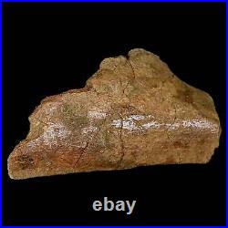 4.6 Triceratops Fossil Rib Bone Lance Creek FM Cretaceous Dinosaur WY COA