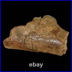 4.6 Triceratops Fossil Rib Bone Lance Creek FM Cretaceous Dinosaur WY COA