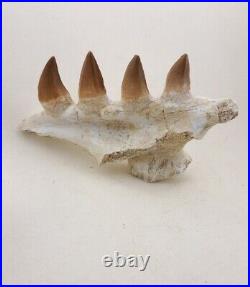 4.7 Inches Jaw's Mosasaurus Fossilized Teeth in Jaw Bone Morocco Cretaceous