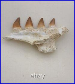 4.7 Inches Jaw's Mosasaurus Fossilized Teeth in Jaw Bone Morocco Cretaceous