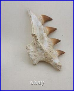 4.7 Inches Jaw's Mosasaurus Fossilized Teeth in Jaw Bone Morocco Cretaceous