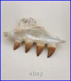 4.7 Inches Jaw's Mosasaurus Fossilized Teeth in Jaw Bone Morocco Cretaceous