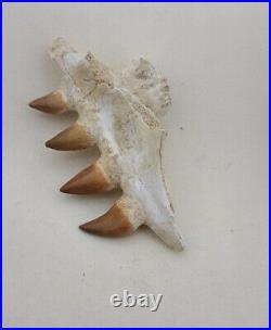 4.7 Inches Jaw's Mosasaurus Fossilized Teeth in Jaw Bone Morocco Cretaceous