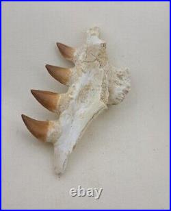 4.7 Inches Jaw's Mosasaurus Fossilized Teeth in Jaw Bone Morocco Cretaceous