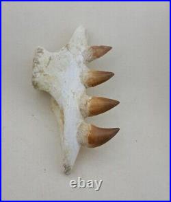 4.7 Inches Jaw's Mosasaurus Fossilized Teeth in Jaw Bone Morocco Cretaceous