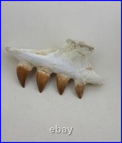 4.7 Inches Jaw's Mosasaurus Fossilized Teeth in Jaw Bone Morocco Cretaceous