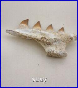 4.7 Inches Jaw's Mosasaurus Fossilized Teeth in Jaw Bone Morocco Cretaceous