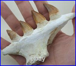 4.7 Inches Jaw's Mosasaurus Fossilized Teeth in Jaw Bone Morocco Cretaceous