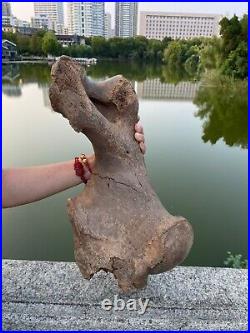 4600g Ice Age mammal leg bone specimen Pleistocene