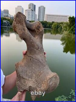 4600g Ice Age mammal leg bone specimen Pleistocene