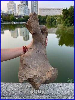 4600g Ice Age mammal leg bone specimen Pleistocene