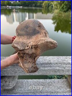 4600g Ice Age mammal leg bone specimen Pleistocene