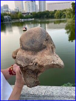 4600g Ice Age mammal leg bone specimen Pleistocene