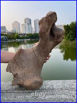 4600g Ice Age mammal leg bone specimen Pleistocene