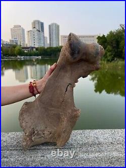 4600g Ice Age mammal leg bone specimen Pleistocene