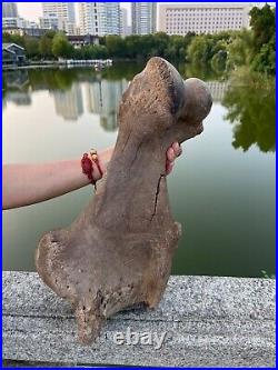 4600g Ice Age mammal leg bone specimen Pleistocene