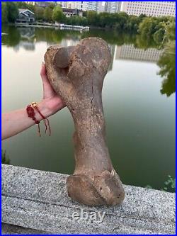 4600g Ice Age mammal leg bone specimen Pleistocene