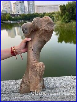 4600g Ice Age mammal leg bone specimen Pleistocene