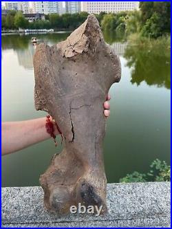 4600g Ice Age mammal leg bone specimen Pleistocene