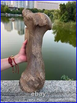 4600g Ice Age mammal leg bone specimen Pleistocene