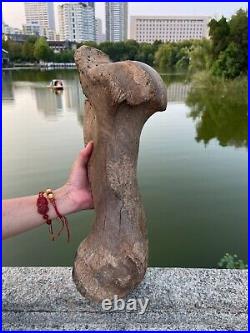 4600g Ice Age mammal leg bone specimen Pleistocene