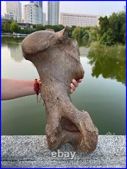 4600g Ice Age mammal leg bone specimen Pleistocene