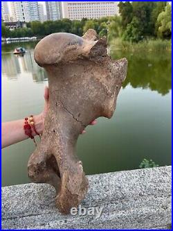 4600g Ice Age mammal leg bone specimen Pleistocene