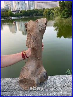 4600g Ice Age mammal leg bone specimen Pleistocene