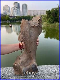 4600g Ice Age mammal leg bone specimen Pleistocene