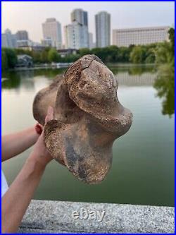 4600g Ice Age mammal leg bone specimen Pleistocene