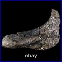 5.1 Hypacrosaurus Dinosaur Fossil Rib Bone Two Medicine FM Cretaceous MT COA