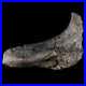 5.1 Hypacrosaurus Dinosaur Fossil Rib Bone Two Medicine FM Cretaceous MT COA