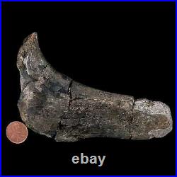 5.1 Hypacrosaurus Dinosaur Fossil Rib Bone Two Medicine FM Cretaceous MT COA