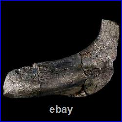 5.1 Hypacrosaurus Dinosaur Fossil Rib Bone Two Medicine FM Cretaceous MT COA