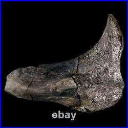 5.1 Hypacrosaurus Dinosaur Fossil Rib Bone Two Medicine FM Cretaceous MT COA