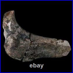 5.1 Hypacrosaurus Dinosaur Fossil Rib Bone Two Medicine FM Cretaceous MT COA