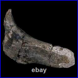 5.1 Hypacrosaurus Dinosaur Fossil Rib Bone Two Medicine FM Cretaceous MT COA