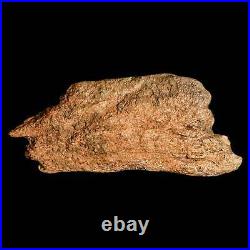 5.1 Triceratops Fossil Frill Bone Lance Creek FM Cretaceous Dinosaur Wyoming