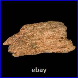 5.1 Triceratops Fossil Frill Bone Lance Creek FM Cretaceous Dinosaur Wyoming