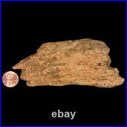 5.1 Triceratops Fossil Frill Bone Lance Creek FM Cretaceous Dinosaur Wyoming