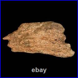 5.1 Triceratops Fossil Frill Bone Lance Creek FM Cretaceous Dinosaur Wyoming